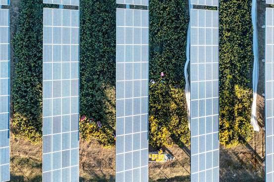 農(nóng)光互補(bǔ)光伏電站助力碭山農(nóng)戶實現(xiàn)雙增收